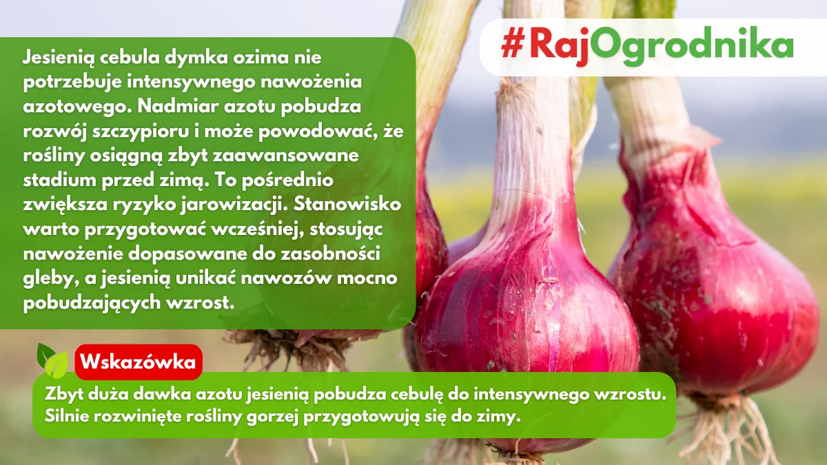 Nawożenie cebuli dymki ozimej w ogrodzie blog sklep rajogrodnika